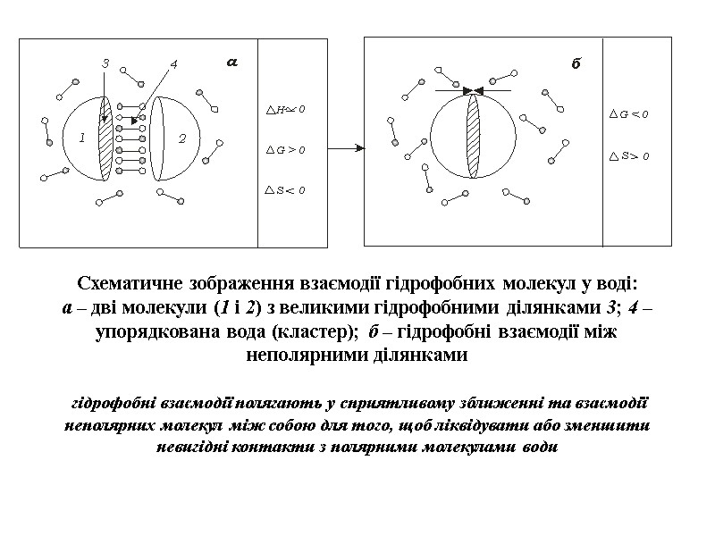 Схематичне зображення взаємодії гідрофобних молекул у воді: а – дві молекули (1 і 2)